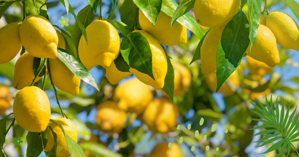 L’huile essentielle de citron jaune
